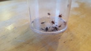 26 blacklegged ticks in plastic vial
