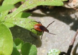 adult blacklegged tick female clinging to a short plant with its two front legs outstretched
