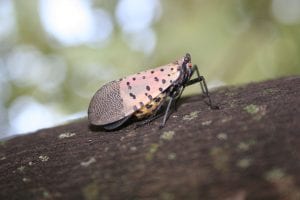 large pinkish insect with black spots