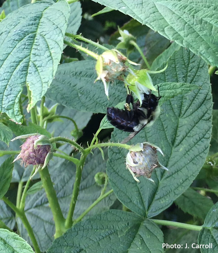 a large wild pollinater feeds on a raspberry flower