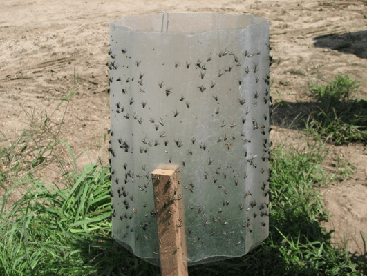 Photo shows a large round cylinder up right like a large water pipe. The surface is sticky and many flies are stuck to it. It's placed outside on the ground.