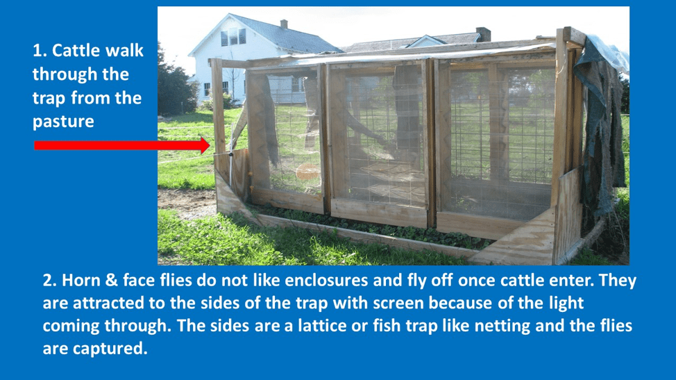 This photo shows a screened in passageway outside, large enough for cattle to pass through. Text on the photo says Horn and faceflies do not like enclosures and fly off toward lights near the outer netting and are trapped.