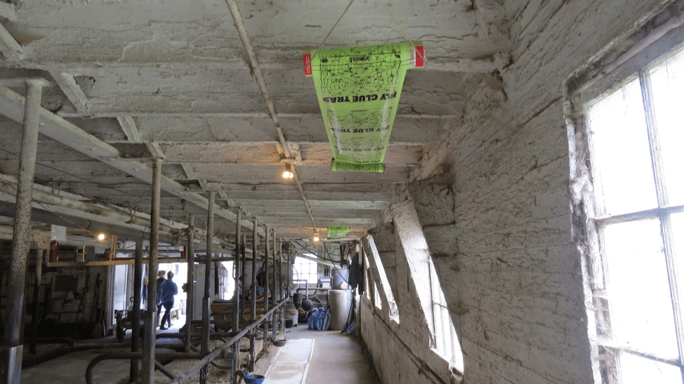 A photo of a wide sticky tape placed across ceiling of dairy barn
