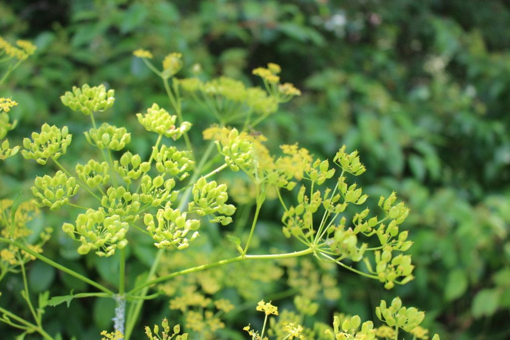 Wild parsnip going to seed. The sap form this widely spreading invasive plant can cause severe burns.