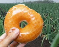 Photo shows someone holding a glazed donut with a background of an onion muck field.