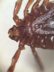 greatly magnified photo of Asian Longhorned Tick.