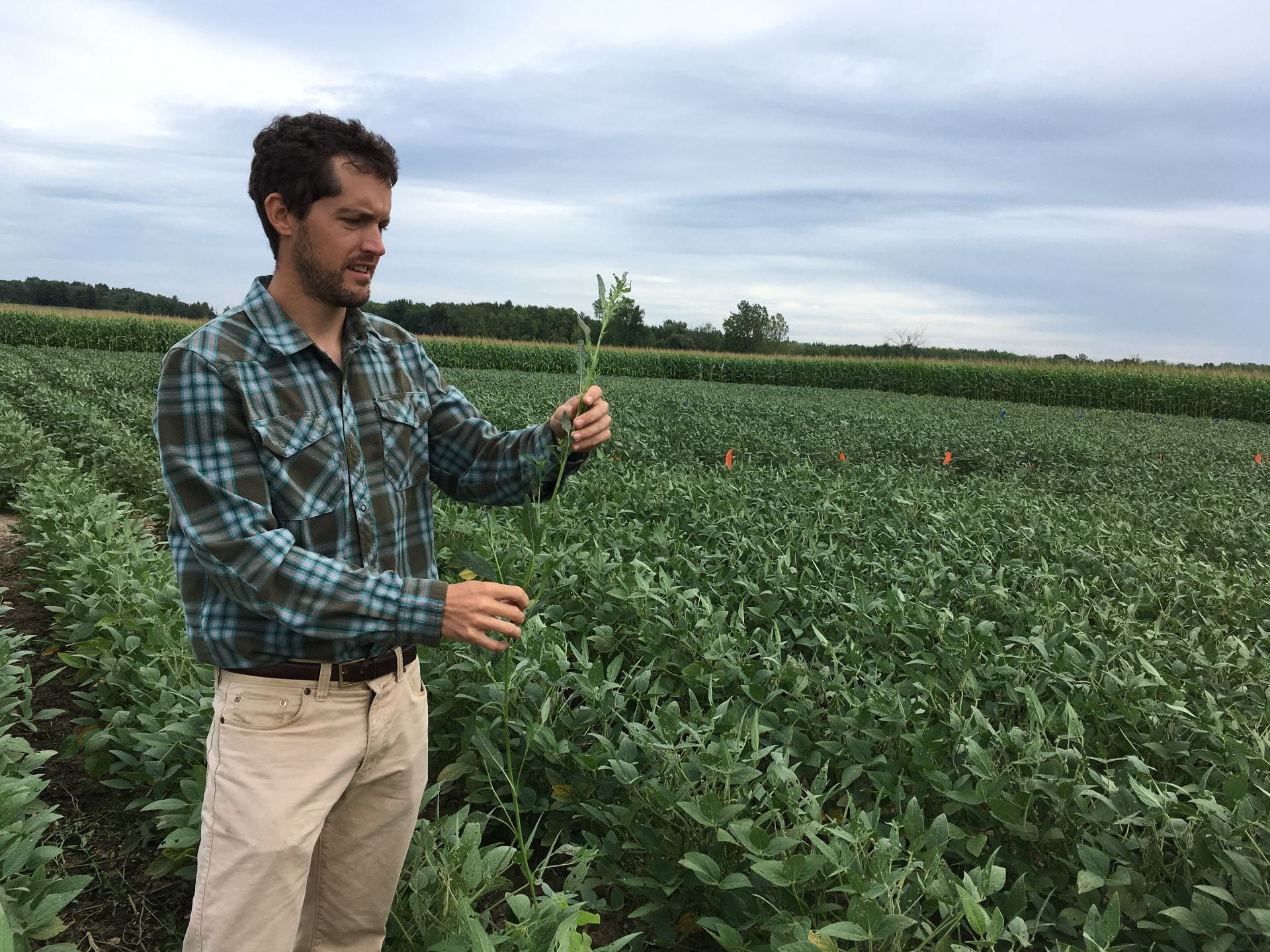 Photo shows Dr. Bryan Brown in a soybean field looking at a waterhemp plant.