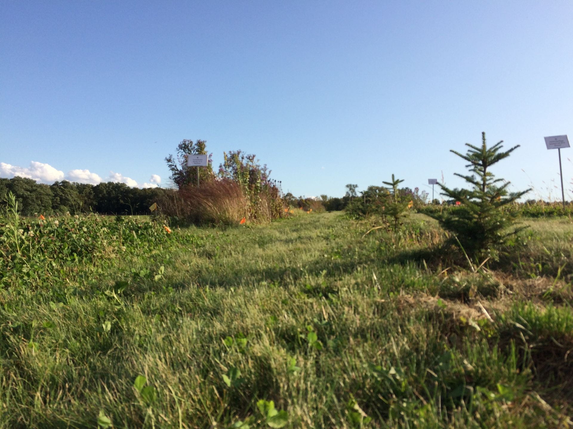 photo shows at least one plot of beneficial habitat plants and part of a row of small evergreens
