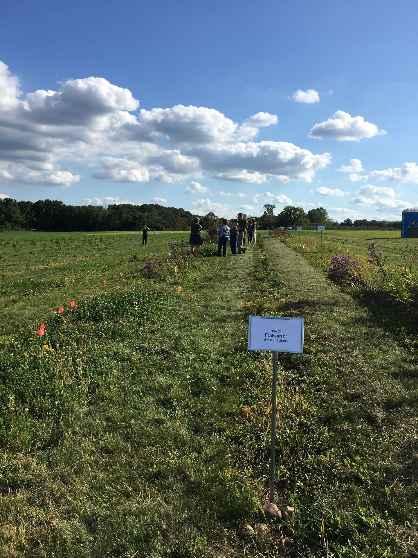Photo shows rows of small evergreen trees at the NYSIPM research plot at Cornell Agritech Fruit and Vegetable Research Farm