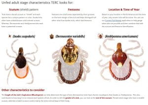 Chart of tick identification markers that links to TickEncounter Resource Center website
