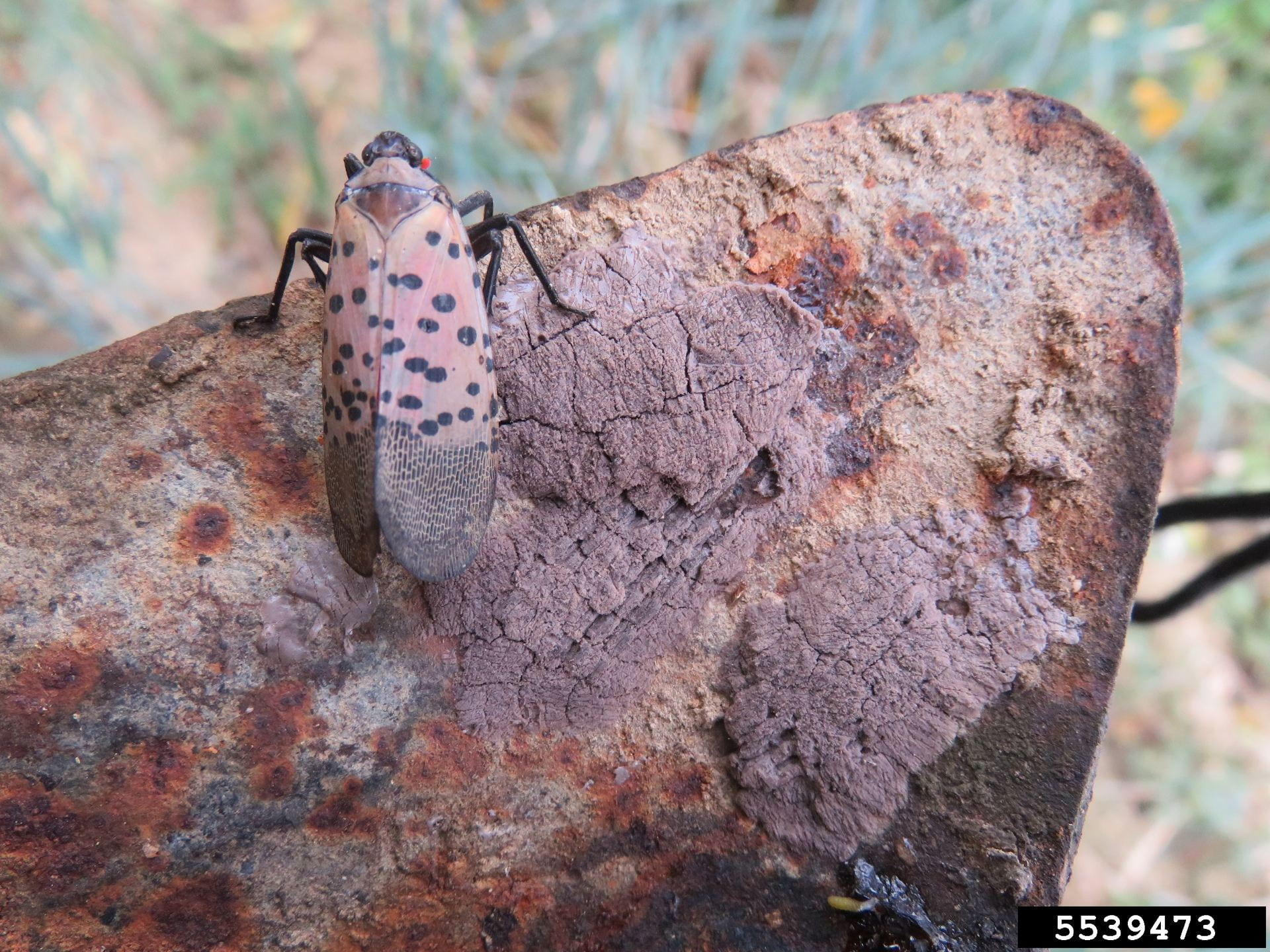 Adult spotted lanternfly with covered egg masses on rusty shovel