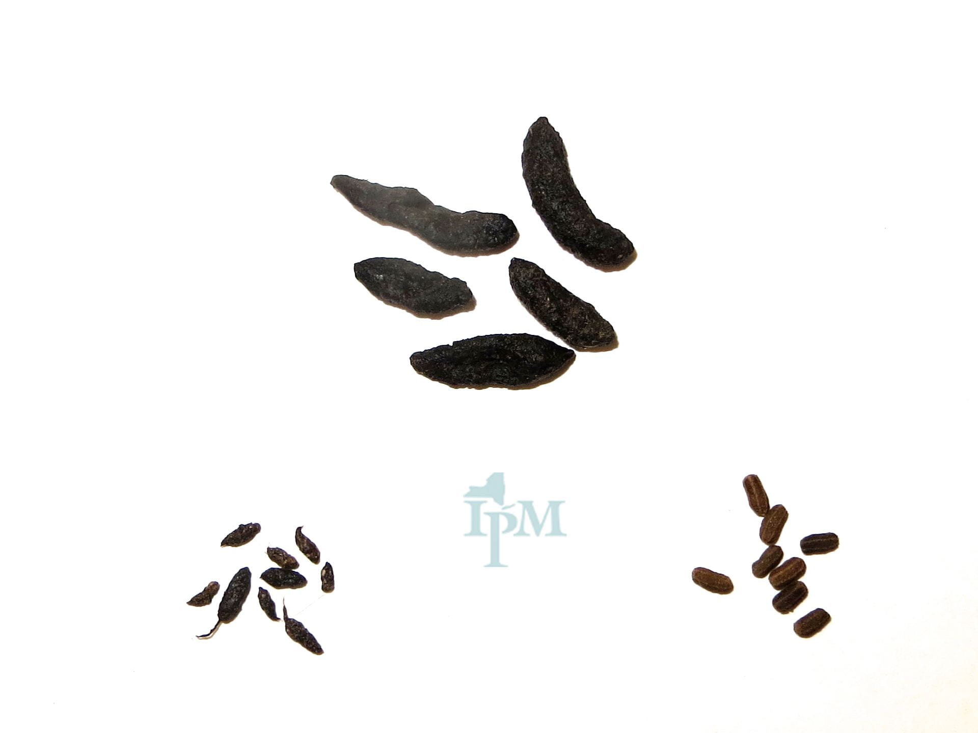 image shows three samples of pest droppings for comparison, rat, cockrock, mouse