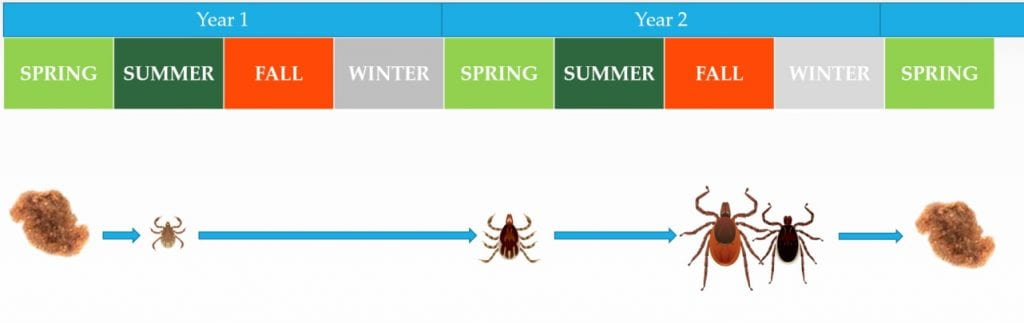 table showing blacklegged tick eggs laid in the spring, nymphs active in spring, larvae active in summer, adults active in fall