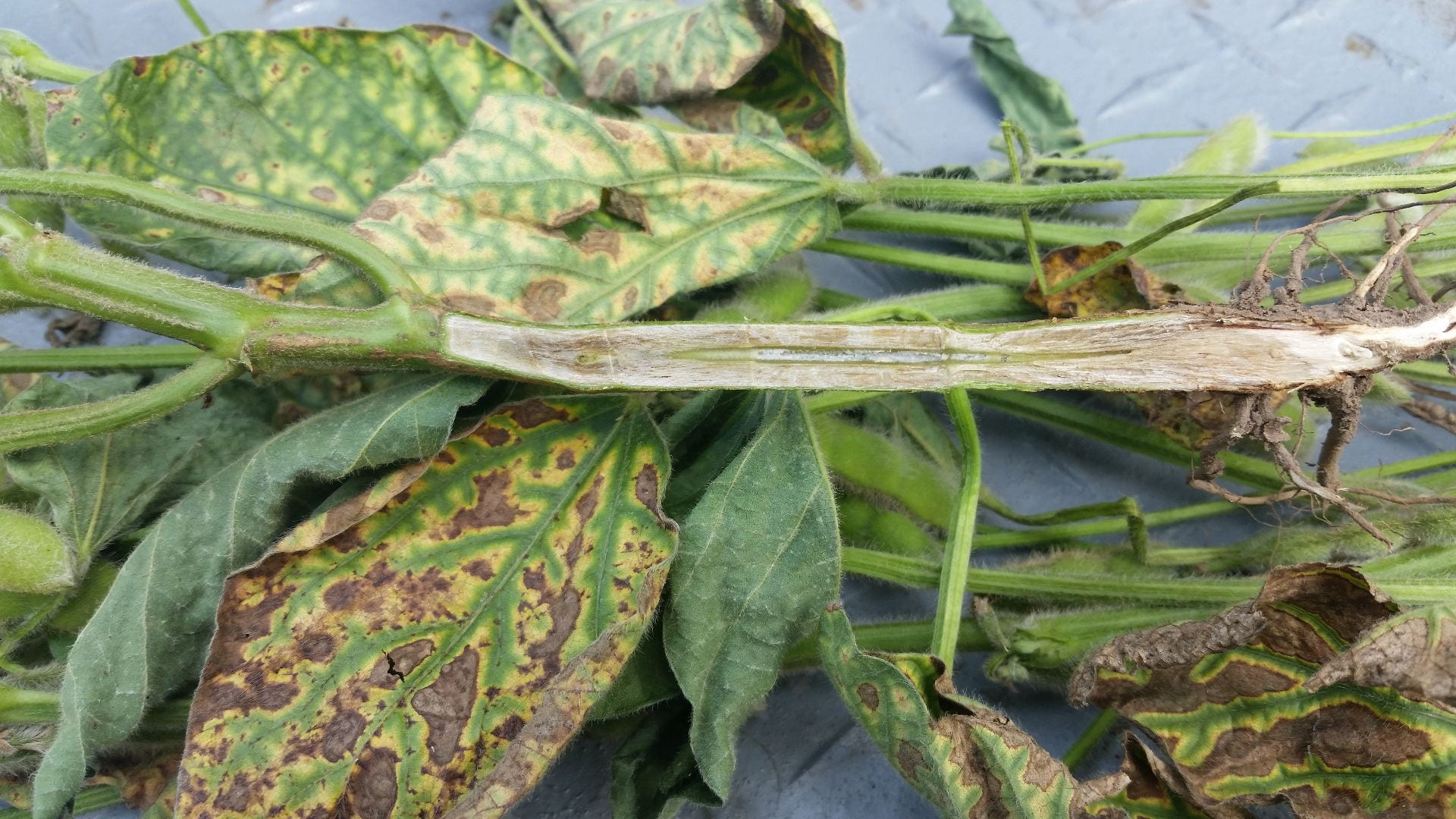 photo shows symptoms of soybean sudden death diesase