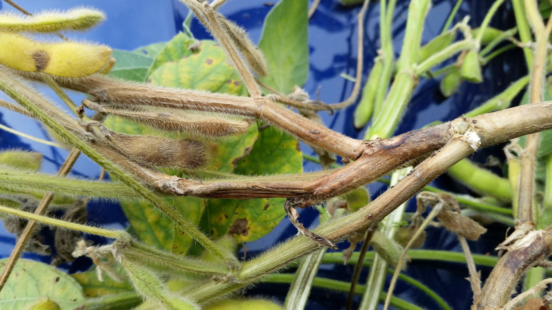 Photo shows a close up of soybean plant showing symptoms fo stem canker, a fungal disease.