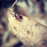 photo of blacklegged tick adult on dried leaf