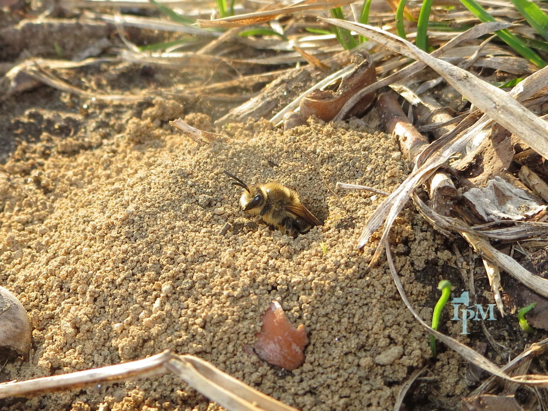 photo of cellophane bee exiting a ground nest