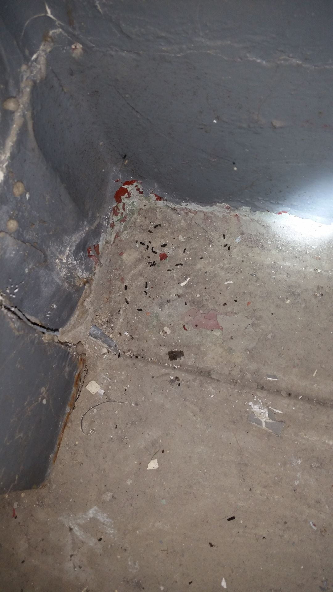 photo shows a corner in a storage or boiler room where rodent droppings have accumulated.