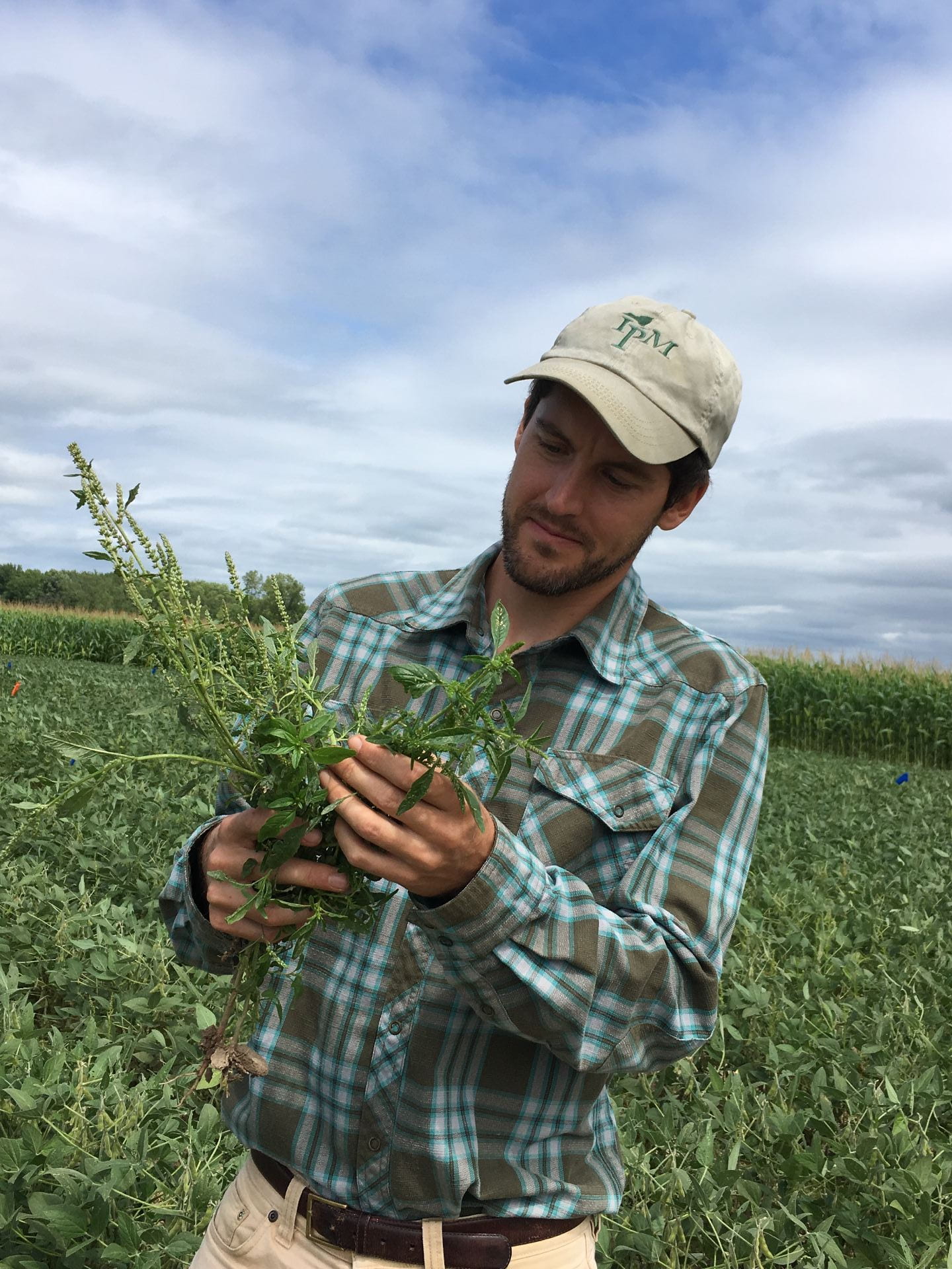 Bryan Brown examines a waterhemp plant found in this soybean field.