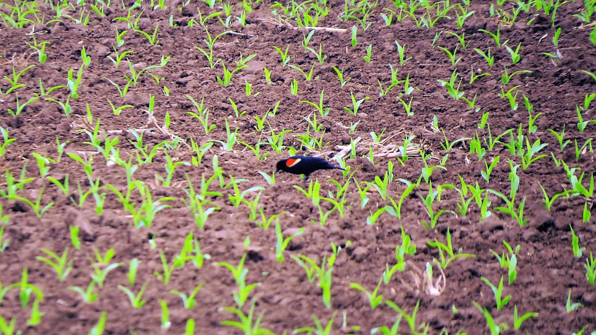 Photo shows a red-wing blackbird in field of newly sprouted corn plants.