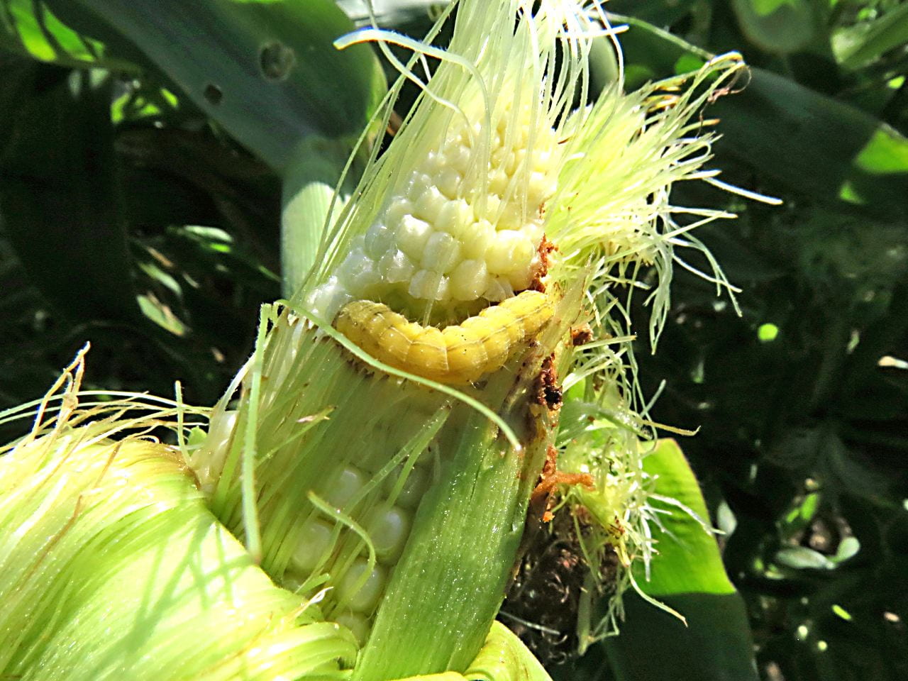photo of corn earworm on ear of corn