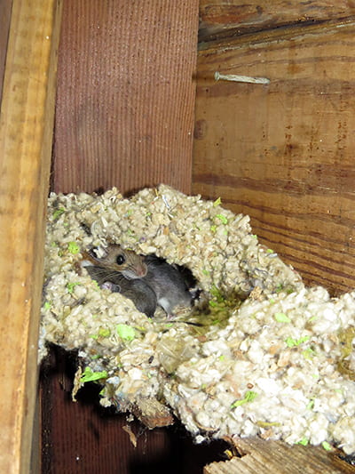 A soft mass in a corner of a wall, between 2x4s, is a mouse nest. Peering out from the entrance is the mother; 2 of her young are visible.