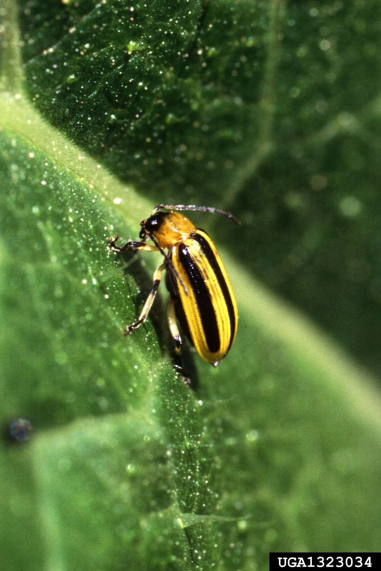 Photo of striped cucumber beetle