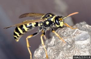 A black and yellow European paper wasp sits on a paper nest.