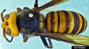 Pinned specimen of the large black and yellow Asian giant hornet, seen from above.