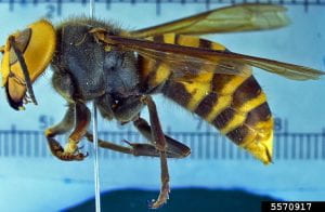 A pinned specimen of a large wasp, the Asian giant wasp from a side view.