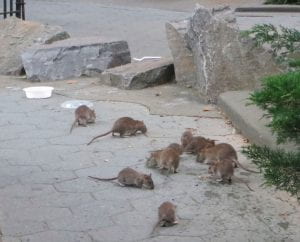 A group of rats eat spilled food from a plastic container during the daytime in an urban area.