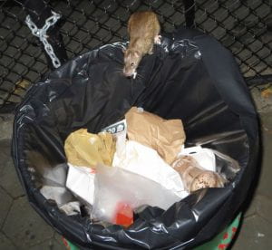 A rat standing on the edge of a metal garbage can with food in its mouth.