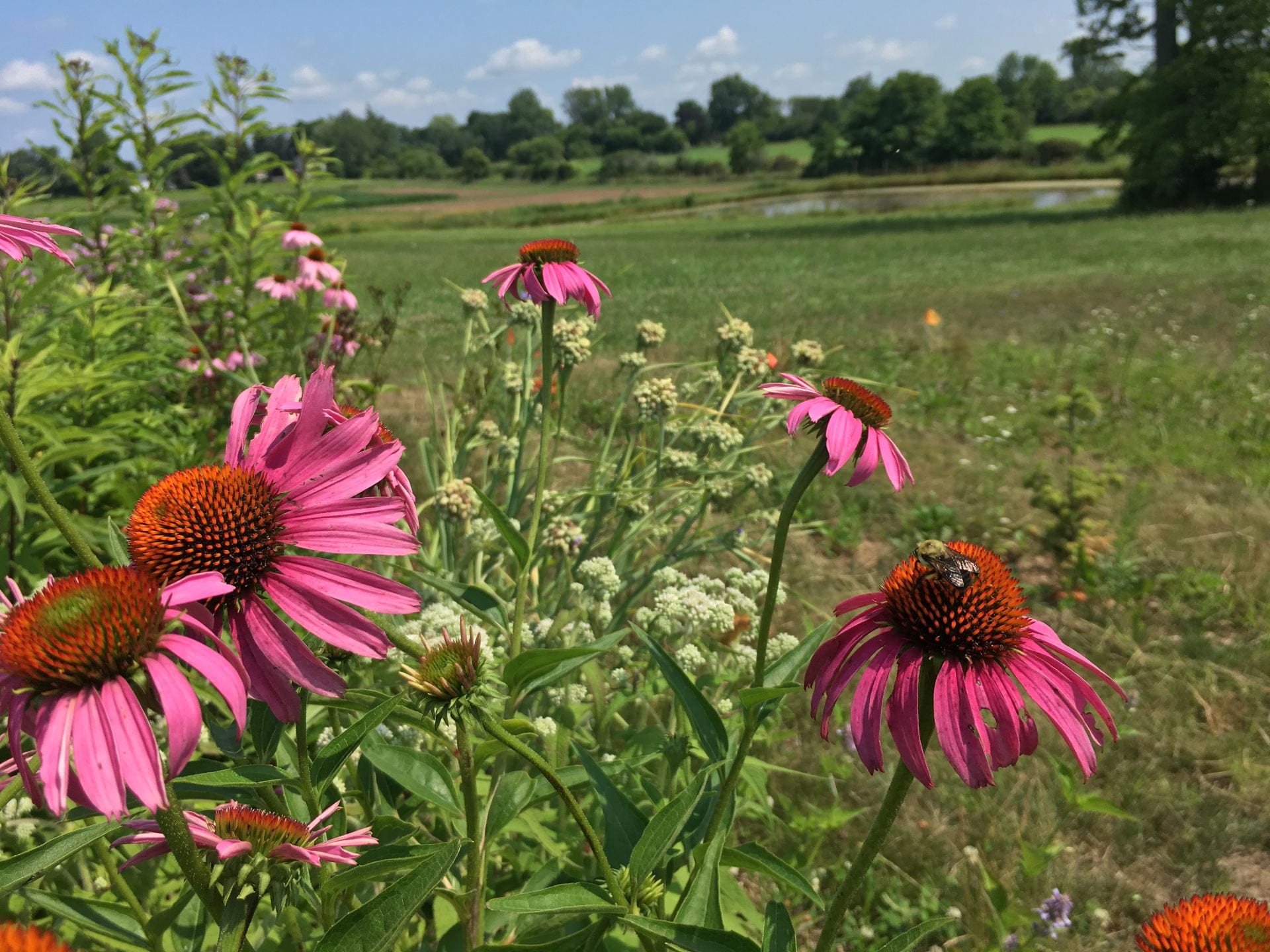 photo of echinacea flowers in a field