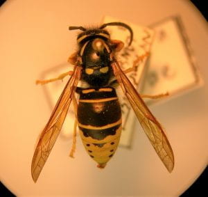 A yellow and black yellowjacket pinned in a collection.