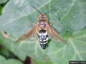 A cicada killer wasp rests on a green leaf.