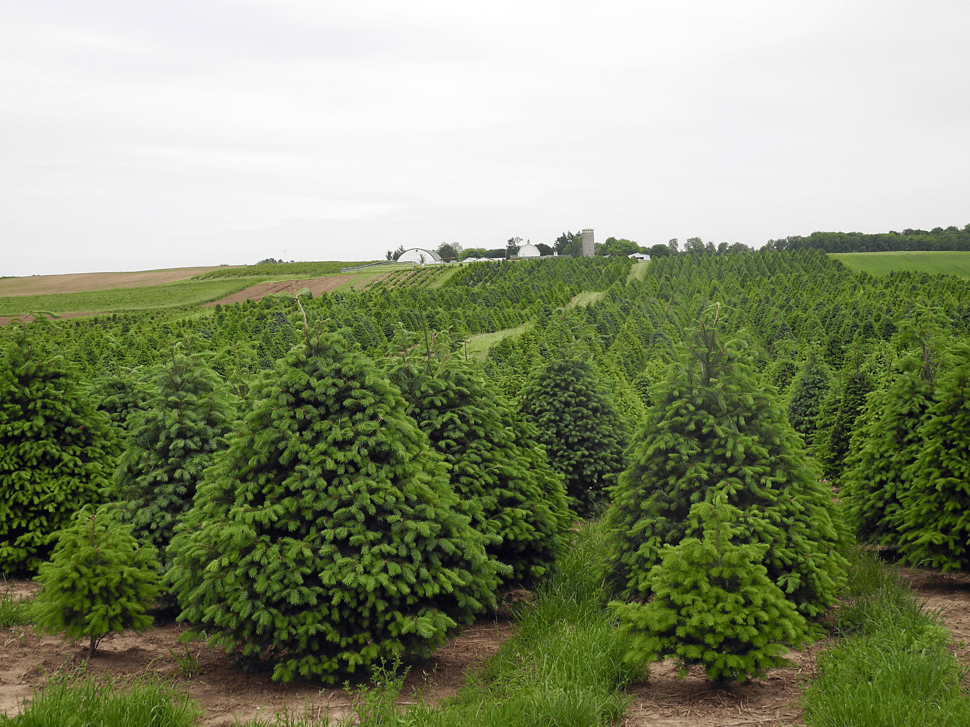 photo of a douglas fir christmas tree farm