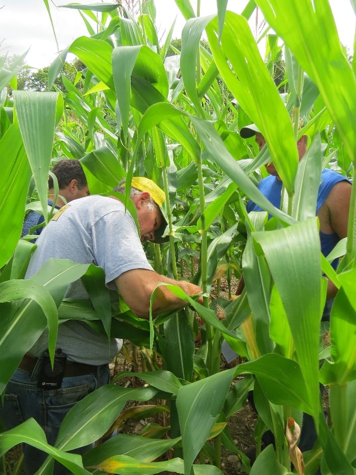 photo show people scouting for pests in a mature corn field