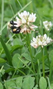 bumblebee on white clover