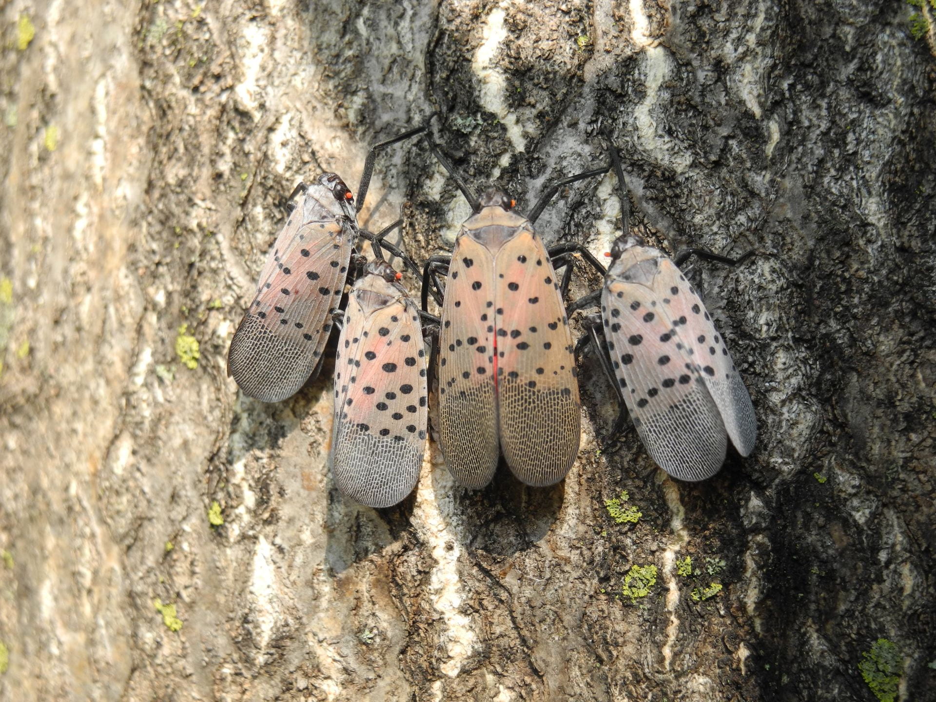 Four adult lanterfly on tree bark