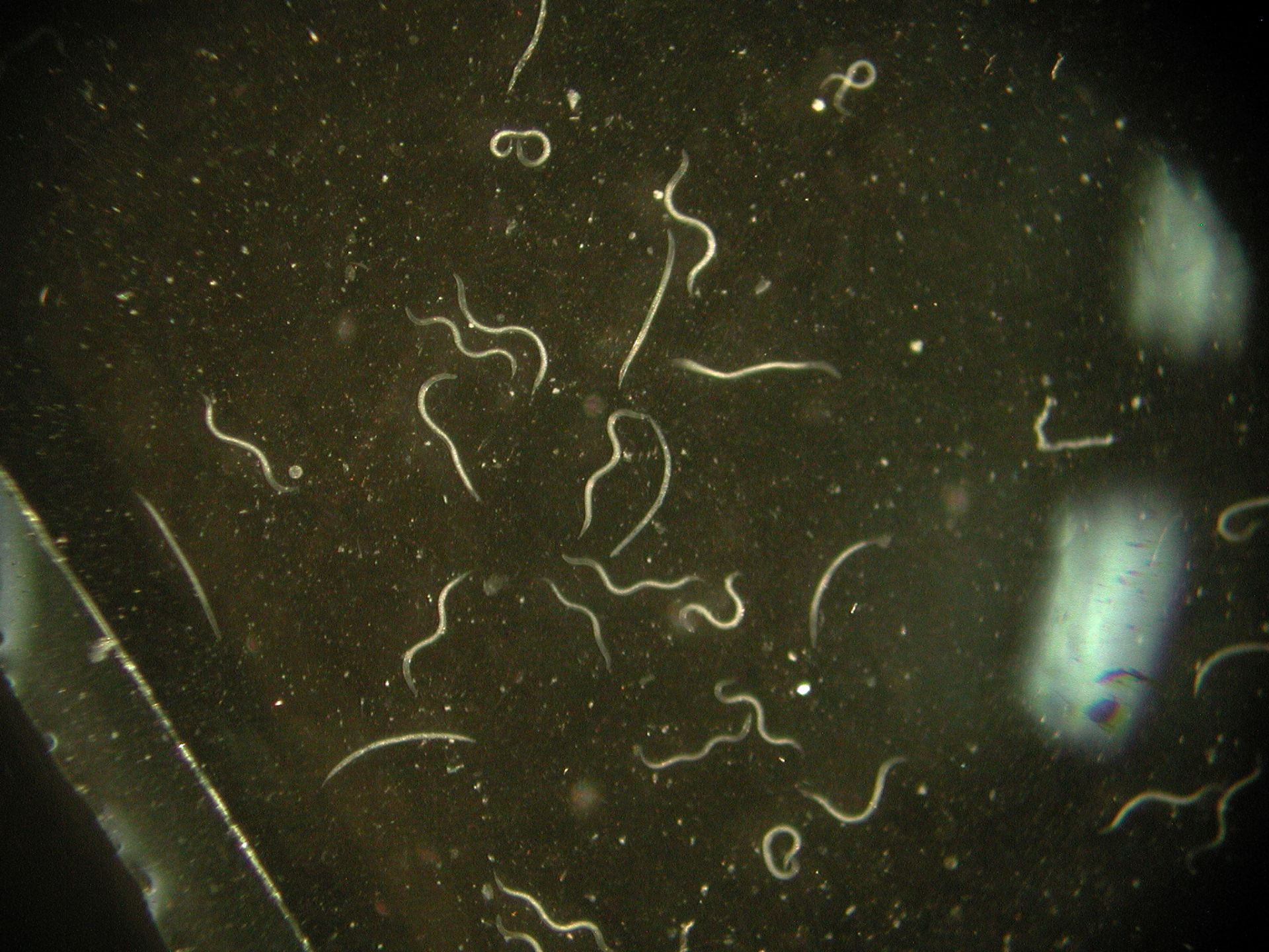 photo of is microscopic worms known as nematodes
