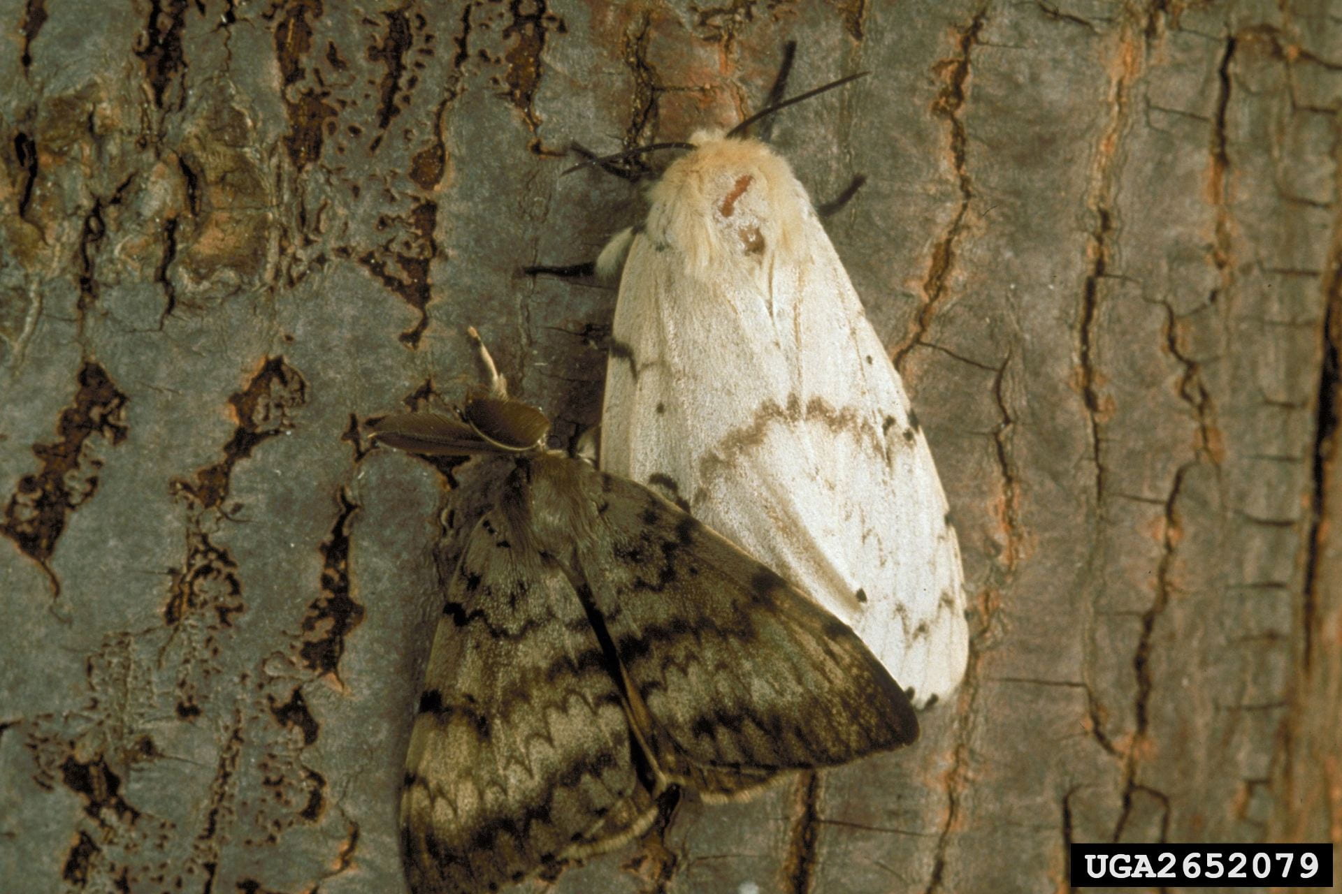 photo shows adult gypsy moths. Male is dark and female is light colored.