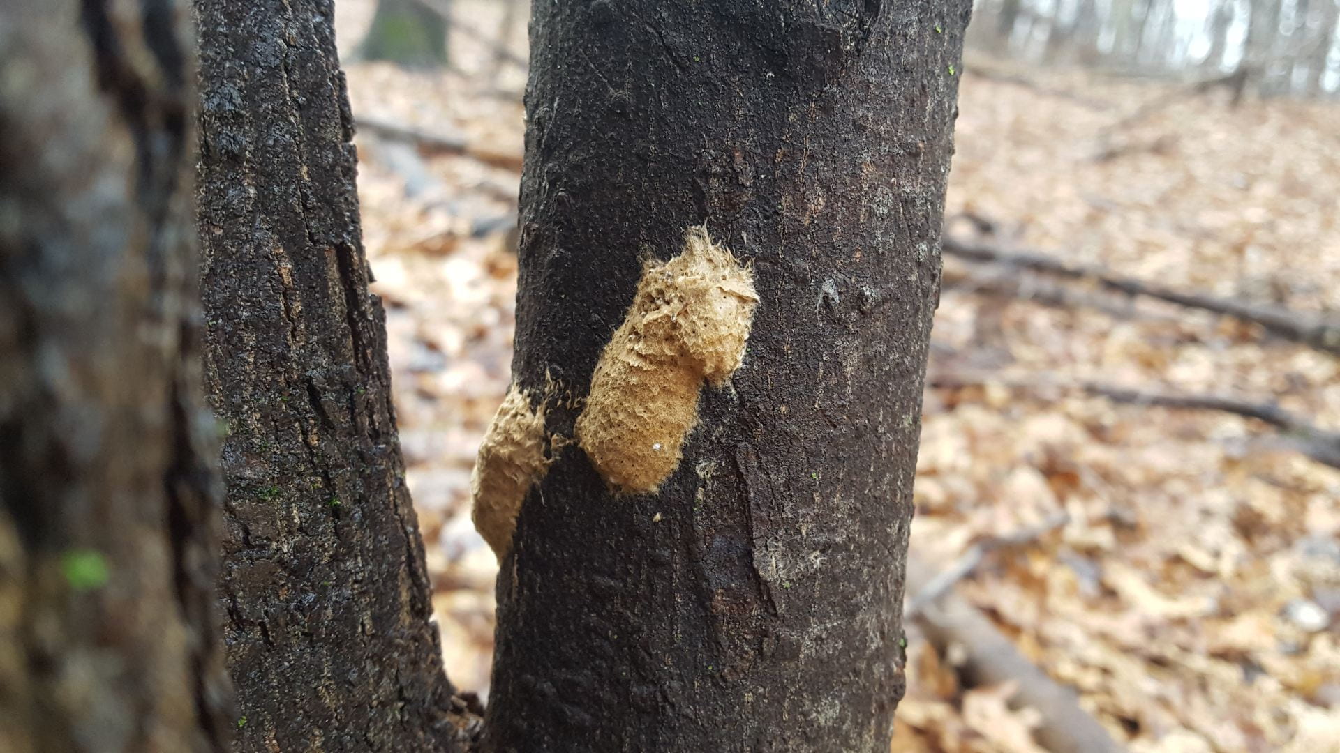 photo shows gypsy moth egg cases on tree bark
