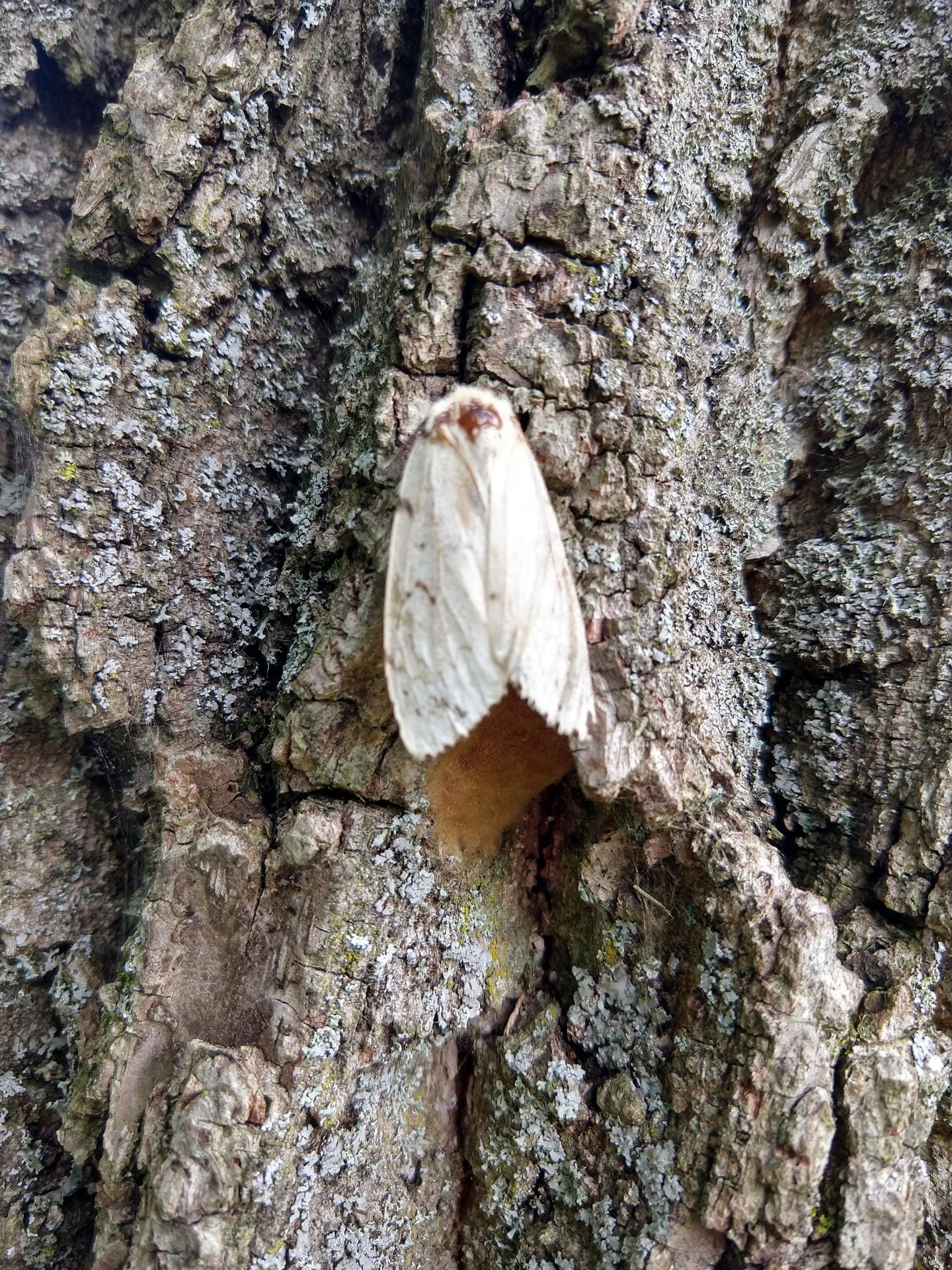 photo is of a female moth with an egg mass on tree bark
