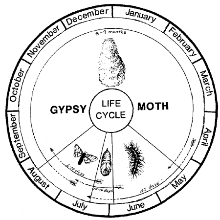 illustration of gypsy moth life cycle.