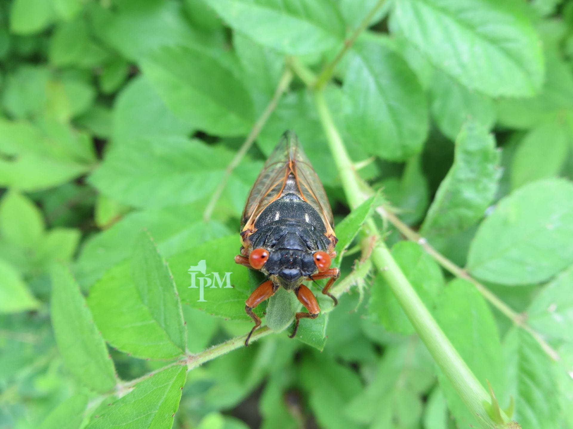 a photo of a cicada from 2013. 