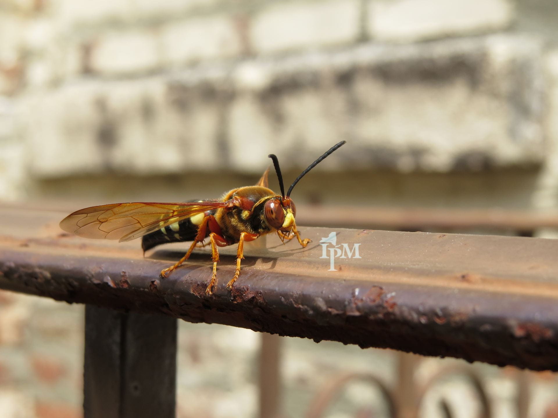 photo of cicada killer wasp