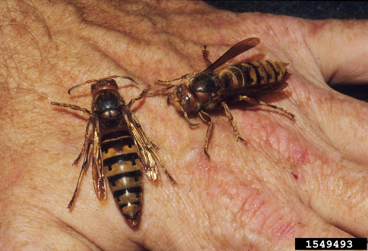 Photo shows two European hornet adults