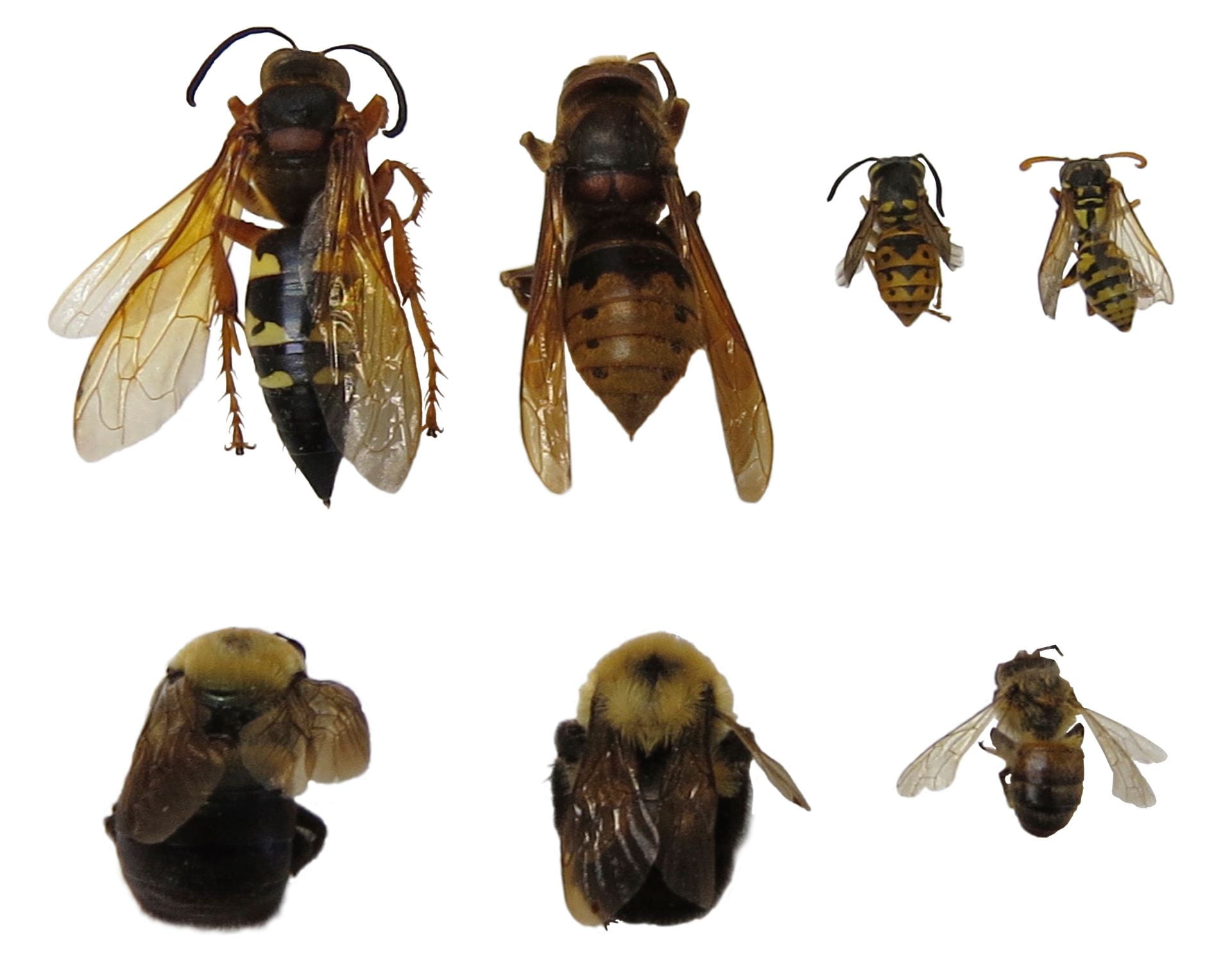 photo showing multiple types of hornets, wasps and bees for size comparison.