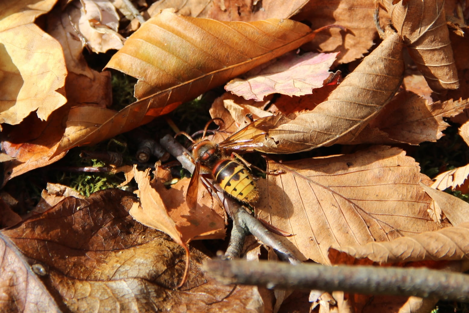 photo shows a male European hornet
