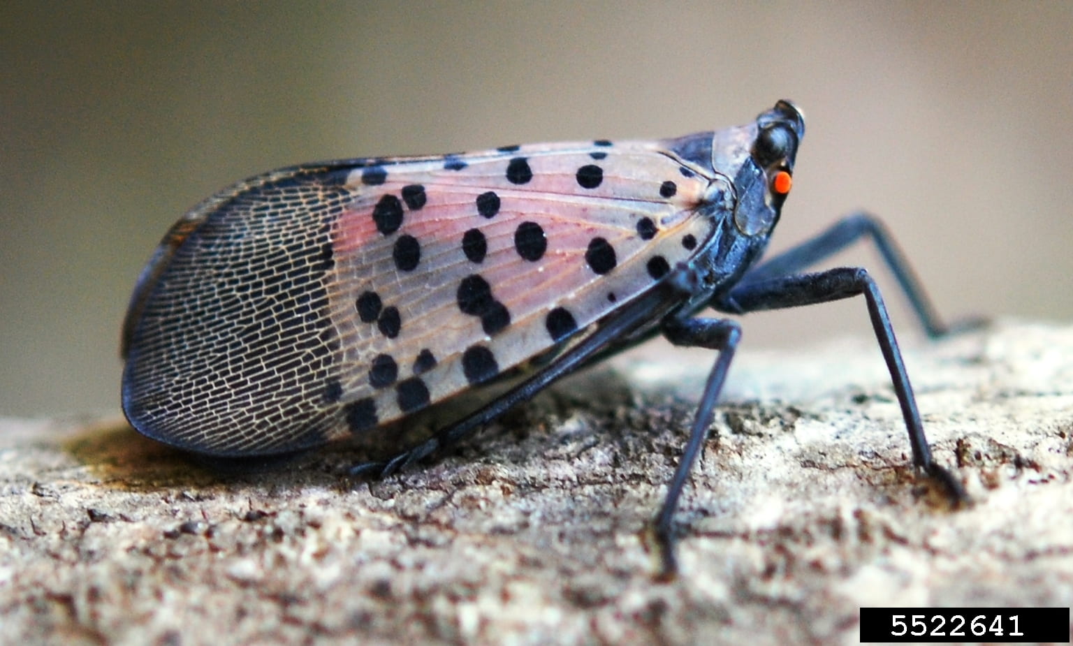 photo of an adult spotted lanternfly